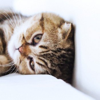 Cat Scottish Fold John Chatterie Nekobaa