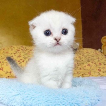 Cat Scottish Fold Eiko Chatterie Nekobaa