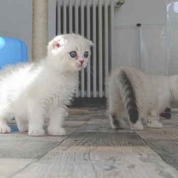 Cat Scottish Fold Eiko Chatterie Nekobaa