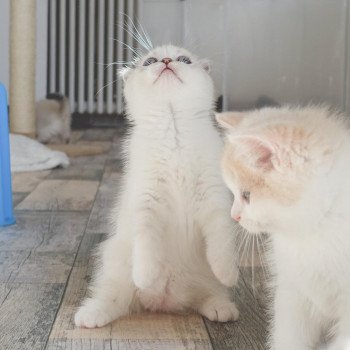 Cat Scottish Fold Eiko Chatterie Nekobaa