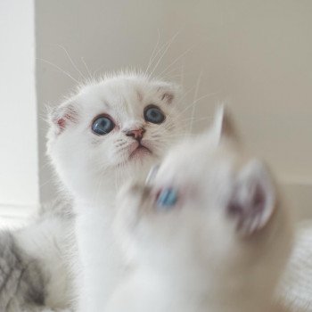 Cat Scottish Fold Eiko Chatterie Nekobaa