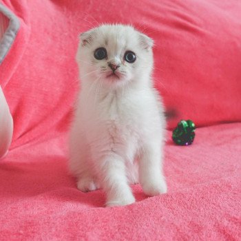 Cat Scottish Fold Eiko Chatterie Nekobaa