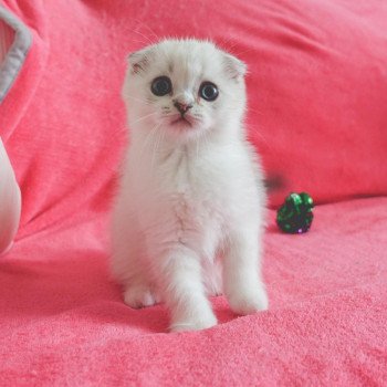 Cat Scottish Fold Eiko Chatterie Nekobaa