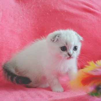 Cat Scottish Fold Eiko Chatterie Nekobaa