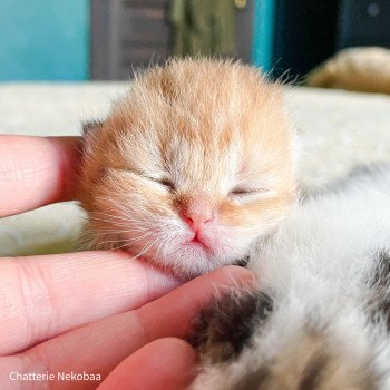 chaton Scottish Straight brown (black golden) blotched tabby Bahamut Chatterie Nekobaa chaton Scottish Straight brown (black golden) blotched tabby Bahamut Chatterie Nekobaa