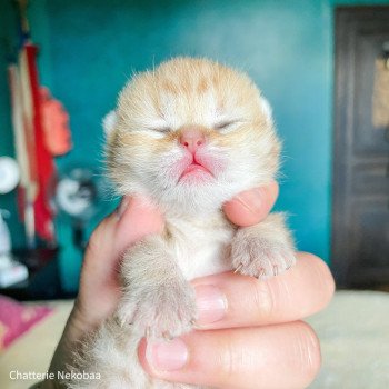 chaton Scottish Straight brown (black golden) blotched tabby Bahamut Chatterie Nekobaa chaton Scottish Straight brown (black golden) blotched tabby Bahamut Chatterie Nekobaa