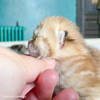 chaton Scottish Straight brown (black golden) blotched tabby Bahamut Chatterie Nekobaa chaton Scottish Straight brown (black golden) blotched tabby Bahamut Chatterie Nekobaa