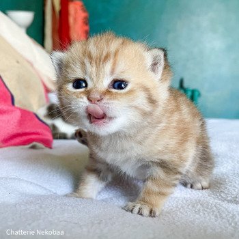 chaton Scottish Straight brown (black golden) blotched tabby Bahamut Chatterie Nekobaa chaton Scottish Straight brown (black golden) blotched tabby Bahamut Chatterie Nekobaa