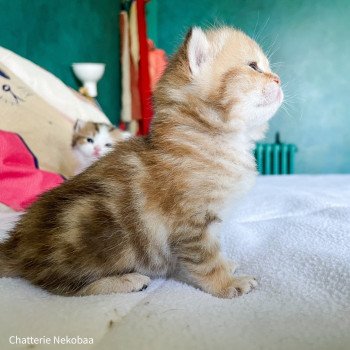 chaton Scottish Straight brown (black golden) blotched tabby Bahamut Chatterie Nekobaa chaton Scottish Straight brown (black golden) blotched tabby Bahamut Chatterie Nekobaa