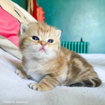 chaton Scottish Straight brown (black golden) blotched tabby Bahamut Chatterie Nekobaa chaton Scottish Straight brown (black golden) blotched tabby Bahamut Chatterie Nekobaa