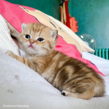 chaton Scottish Straight brown (black golden) blotched tabby Bahamut Chatterie Nekobaa chaton Scottish Straight brown (black golden) blotched tabby Bahamut Chatterie Nekobaa