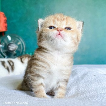 chaton Scottish Straight brown (black golden) blotched tabby Bahamut Chatterie Nekobaa chaton Scottish Straight brown (black golden) blotched tabby Bahamut Chatterie Nekobaa