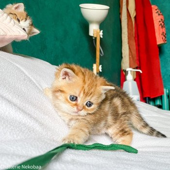 chaton Scottish Straight brown (black golden) blotched tabby Bahamut Chatterie Nekobaa chaton Scottish Straight brown (black golden) blotched tabby Bahamut Chatterie Nekobaa
