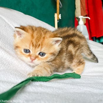 chaton Scottish Straight brown (black golden) blotched tabby Bahamut Chatterie Nekobaa chaton Scottish Straight brown (black golden) blotched tabby Bahamut Chatterie Nekobaa