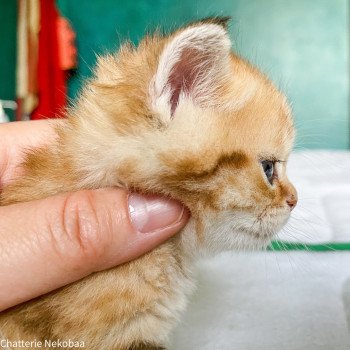 chaton Scottish Straight brown (black golden) blotched tabby Bahamut Chatterie Nekobaa chaton Scottish Straight brown (black golden) blotched tabby Bahamut Chatterie Nekobaa