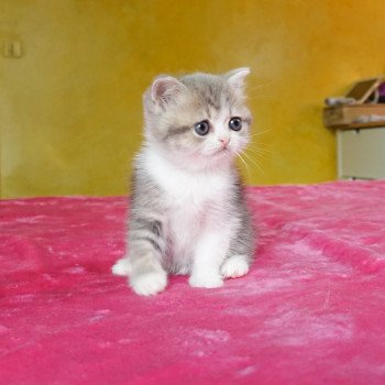 Cat Scottish Straight Bulma Chatterie Nekobaa