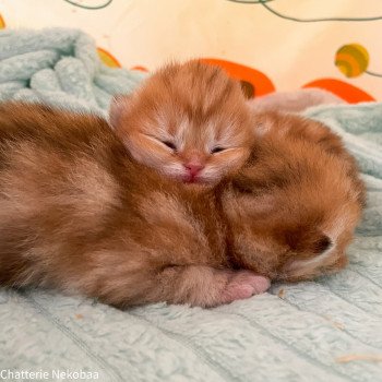 chaton Scottish Straight brown tortie golden blotched tabby Casca Chatterie Nekobaa