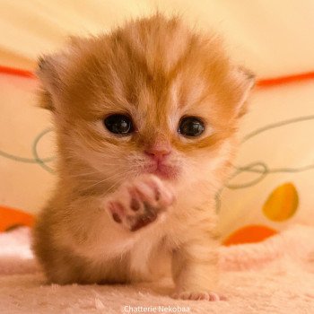 chaton Scottish Straight brown tortie golden blotched tabby Casca Chatterie Nekobaa chaton Scottish Straight brown tortie golden blotched tabby Casca Chatterie Nekobaa