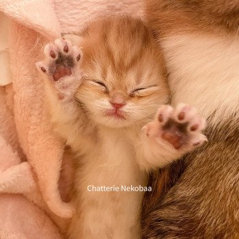 chaton Scottish Straight brown tortie golden blotched tabby Casca Chatterie Nekobaa chaton Scottish Straight brown tortie golden blotched tabby Casca Chatterie Nekobaa