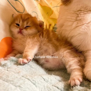 chaton Scottish Straight brown tortie golden blotched tabby Casca Chatterie Nekobaa chaton Scottish Straight brown tortie golden blotched tabby Casca Chatterie Nekobaa