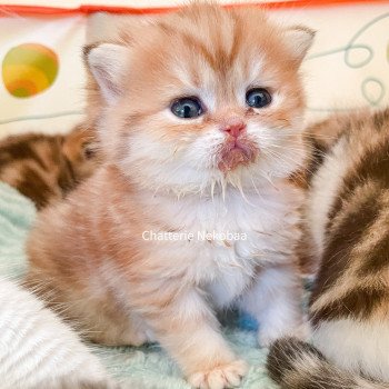 chaton Scottish Straight brown tortie golden blotched tabby Casca Chatterie Nekobaa