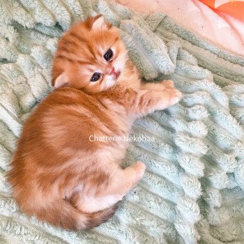chaton Scottish Straight brown tortie golden blotched tabby Casca Chatterie Nekobaa chaton Scottish Straight brown tortie golden blotched tabby Casca Chatterie Nekobaa