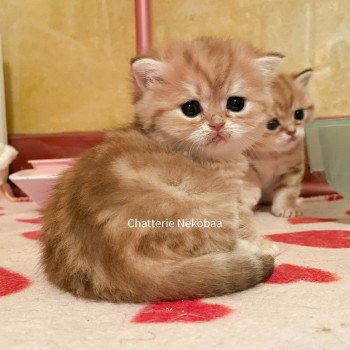 chaton Scottish Straight brown tortie golden blotched tabby Casca Chatterie Nekobaa