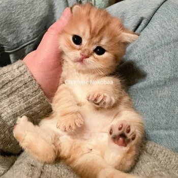 chaton Scottish Straight brown tortie golden blotched tabby Casca Chatterie Nekobaa chaton Scottish Straight brown tortie golden blotched tabby Casca Chatterie Nekobaa