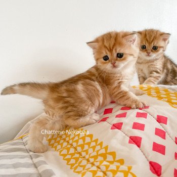 chaton Scottish Straight brown tortie golden blotched tabby Casca Chatterie Nekobaa chaton Scottish Straight brown tortie golden blotched tabby Casca Chatterie Nekobaa
