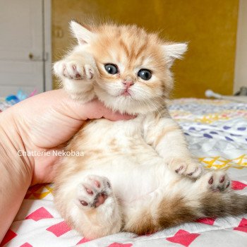 chaton Scottish Straight brown tortie golden blotched tabby Casca Chatterie Nekobaa chaton Scottish Straight brown tortie golden blotched tabby Casca Chatterie Nekobaa