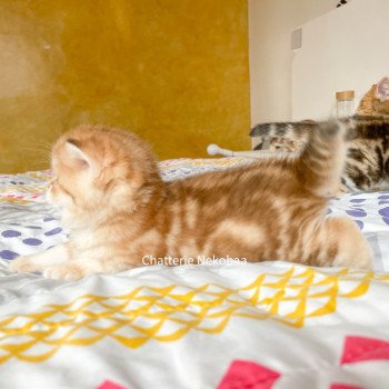 chaton Scottish Straight brown tortie golden blotched tabby Casca Chatterie Nekobaa