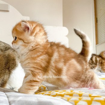 chaton Scottish Straight brown tortie golden blotched tabby Casca Chatterie Nekobaa chaton Scottish Straight brown tortie golden blotched tabby Casca Chatterie Nekobaa