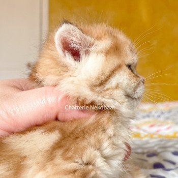 chaton Scottish Straight brown tortie golden blotched tabby Casca Chatterie Nekobaa