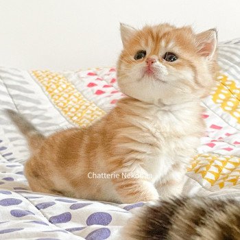chaton Scottish Straight brown tortie golden blotched tabby Casca Chatterie Nekobaa chaton Scottish Straight brown tortie golden blotched tabby Casca Chatterie Nekobaa