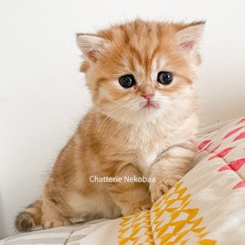 chaton Scottish Straight brown tortie golden blotched tabby Casca Chatterie Nekobaa chaton Scottish Straight brown tortie golden blotched tabby Casca Chatterie Nekobaa