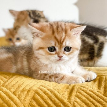 chaton Scottish Straight brown tortie golden blotched tabby Casca Chatterie Nekobaa chaton Scottish Straight brown tortie golden blotched tabby Casca Chatterie Nekobaa