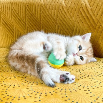 chaton Scottish Straight brown tortie golden blotched tabby Casca Chatterie Nekobaa chaton Scottish Straight brown tortie golden blotched tabby Casca Chatterie Nekobaa