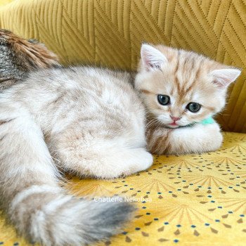 chaton Scottish Straight brown tortie golden blotched tabby Casca Chatterie Nekobaa chaton Scottish Straight brown tortie golden blotched tabby Casca Chatterie Nekobaa
