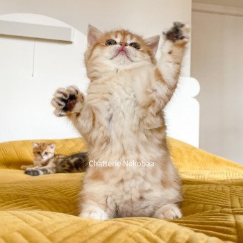 chaton Scottish Straight brown tortie golden blotched tabby Casca Chatterie Nekobaa chaton Scottish Straight brown tortie golden blotched tabby Casca Chatterie Nekobaa