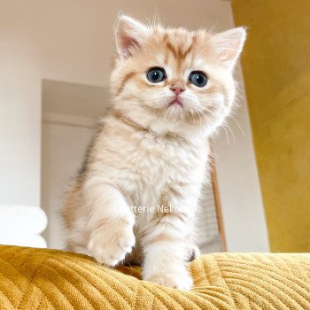 chaton Scottish Straight brown tortie golden blotched tabby Casca Chatterie Nekobaa chaton Scottish Straight brown tortie golden blotched tabby Casca Chatterie Nekobaa