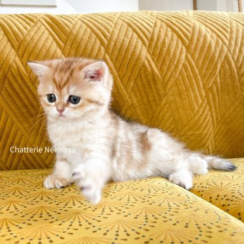 chaton Scottish Straight brown tortie golden blotched tabby Casca Chatterie Nekobaa