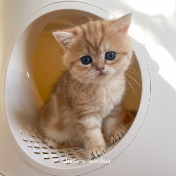 chaton Scottish Straight brown tortie golden blotched tabby Casca Chatterie Nekobaa chaton Scottish Straight brown tortie golden blotched tabby Casca Chatterie Nekobaa