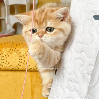 chat Scottish Straight brown tortie golden blotched tabby Scintillante Casca Chatterie Nekobaa chat Scottish Straight brown tortie golden blotched tabby Scintillante Casca Chatterie Nekobaa