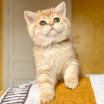 chat Scottish Straight brown tortie golden blotched tabby Scintillante Casca Chatterie Nekobaa chat Scottish Straight brown tortie golden blotched tabby Scintillante Casca Chatterie Nekobaa