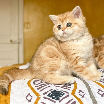 chat Scottish Straight brown tortie golden blotched tabby Scintillante Casca Chatterie Nekobaa