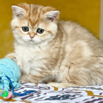 chat Scottish Straight brown tortie golden blotched tabby Scintillante Casca Chatterie Nekobaa chat Scottish Straight brown tortie golden blotched tabby Scintillante Casca Chatterie Nekobaa