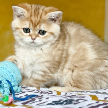 chat Scottish Straight brown tortie golden blotched tabby Scintillante Casca Chatterie Nekobaa