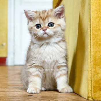 chat Scottish Straight brown tortie golden blotched tabby Scintillante Casca Chatterie Nekobaa chat Scottish Straight brown tortie golden blotched tabby Scintillante Casca Chatterie Nekobaa