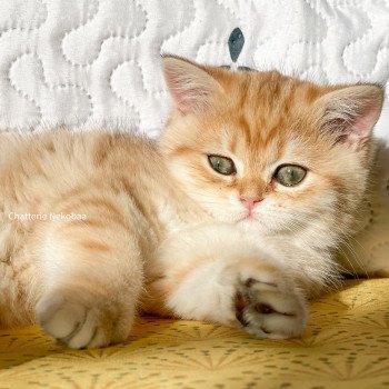 chat Scottish Straight brown tortie golden blotched tabby Scintillante Casca Chatterie Nekobaa chat Scottish Straight brown tortie golden blotched tabby Scintillante Casca Chatterie Nekobaa