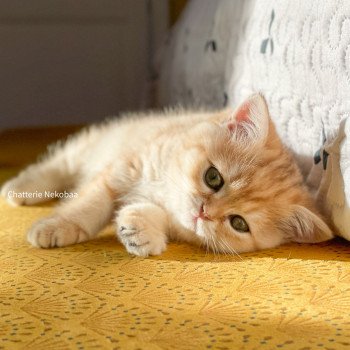 chat Scottish Straight brown tortie golden blotched tabby Scintillante Casca Chatterie Nekobaa chat Scottish Straight brown tortie golden blotched tabby Scintillante Casca Chatterie Nekobaa